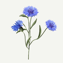 Load image into Gallery viewer, Makeup Remover - Radiant Peony