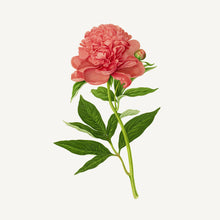 Load image into Gallery viewer, Makeup Remover - Radiant Peony